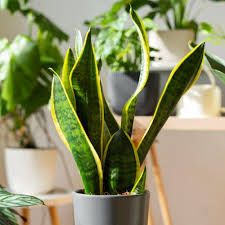 Sansevieria Planting Seeds Generic for Indoor Green