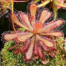 Pink Sundew Plant Seeds For Easy Planting Seeds