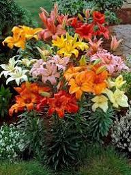 Lilly Flower seeds for Planting Seasonal Bloomer Heirloom & GMO Free Seeds for Home Garden