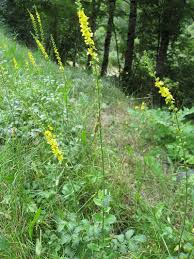 Agrimonia Planting Flower Seeds For Herbal Gardens