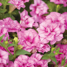 Pink Double Petunia Flower seeds for Planting - Easy to Grow, Heirloom & GMO Free Seeds for Home Garden