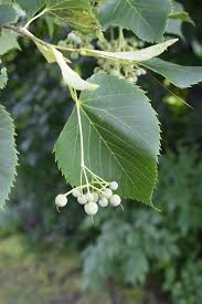 American Basswood Tree Seeds for Planting - Long Bloom Season, Heirloom & GMO Free Seeds for Home Garden