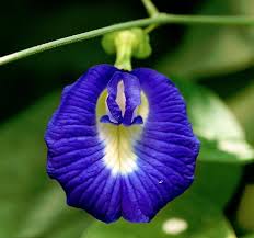 Shell Flower seeds for Planting Premium Quality Heirloom & GMO Free Seeds for Home Garden