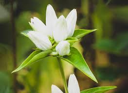 White Gentian Plant Seeds For Planting - Easy To Grow Seeds