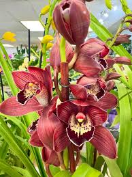 Purple Orchid Cymbidium Flower seeds for Planting - Fragrant Blossoms, Heirloom & GMO Free Seeds for Home Garden