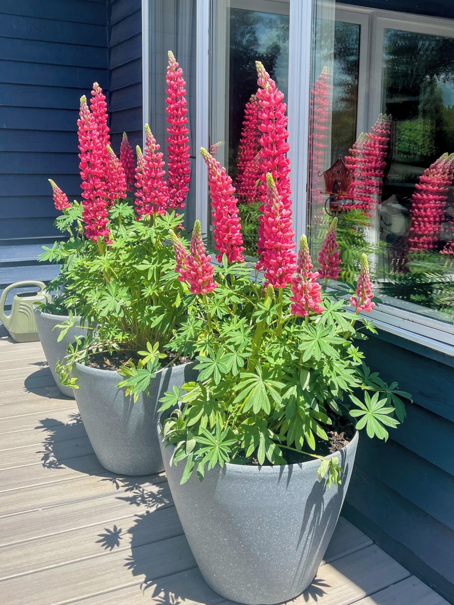 Lupine Flower seeds for Planting, Bright Blooms Heirloom & GMO Free Seeds for Home Garden