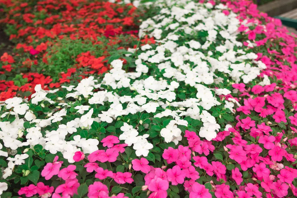 Impatiens Carousel Flower seeds for Planting Shade Tolerant Heirloom & GMO Free Seeds for Home Garden