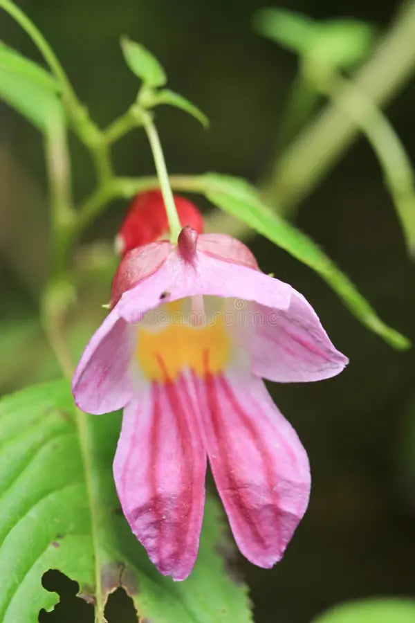 Impatiens Psittacina Flower seeds for Planting Hardy Variety Heirloom & GMO Free Seeds for Home Garden