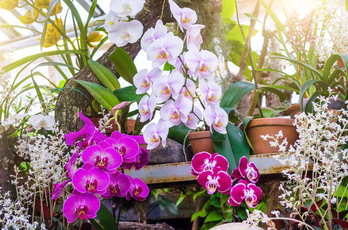Indoor Baby Pink Orchid Plant in Pot