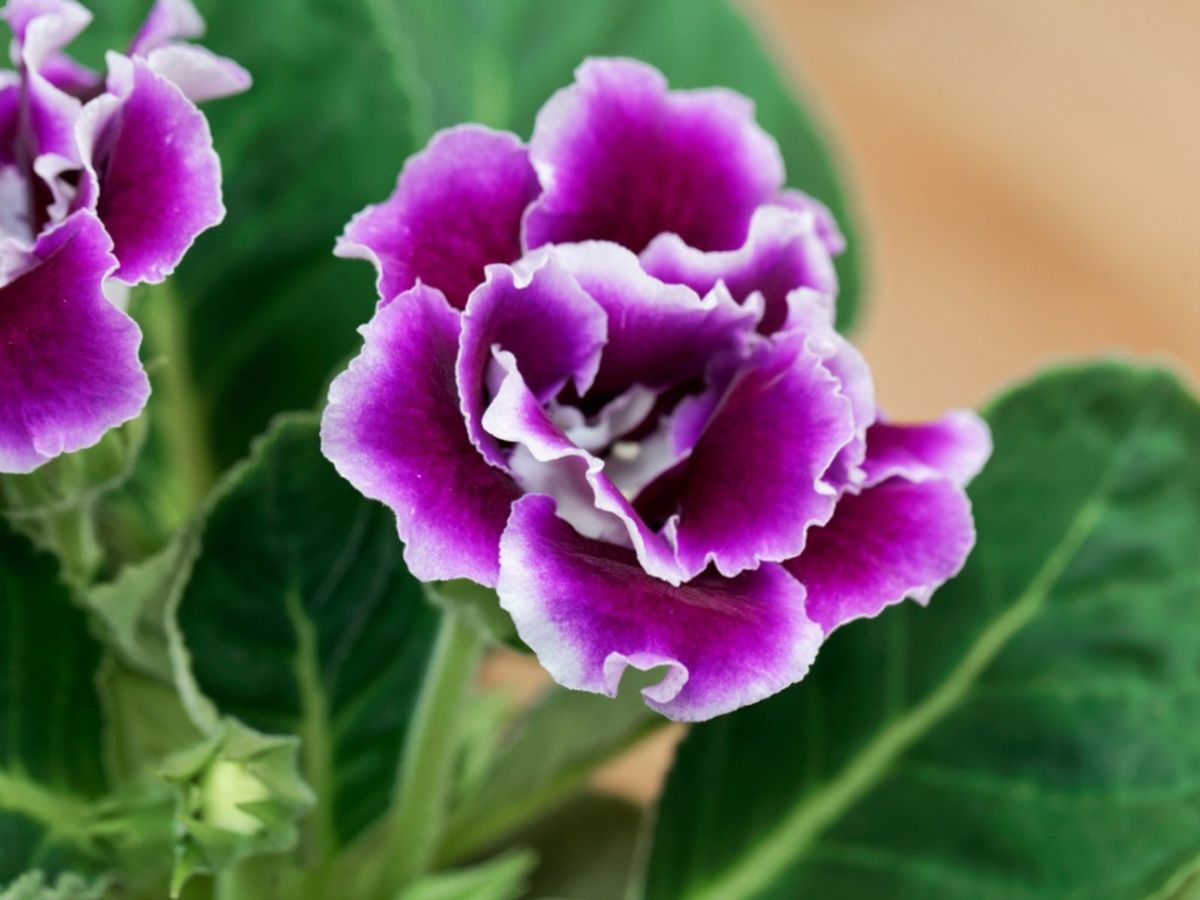 Blue and White Gloxinia Flowers in Indoor Pots