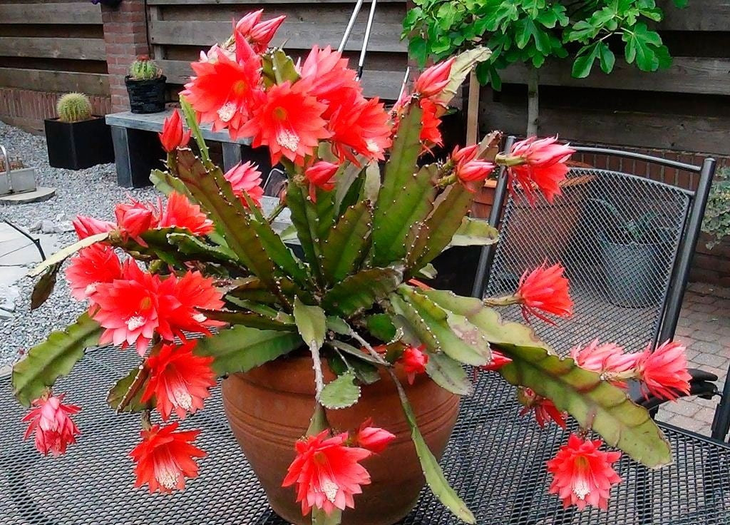 Indoor Red Nopalxochia Plant in Pot