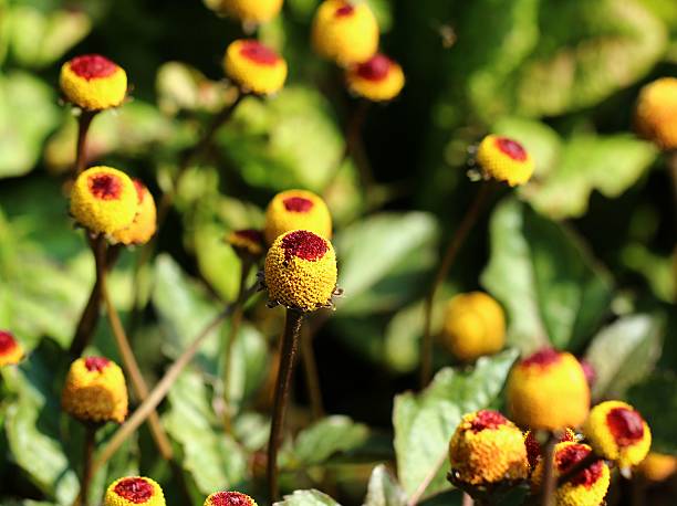Acmella Flower seeds for Planting Garden Favorite Heirloom & GMO Free Seeds for Home Garden