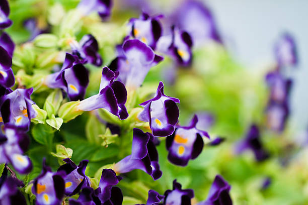 Torenia Flower seeds for Planting Colorful Display Heirloom & GMO Free Seeds for Home Garden