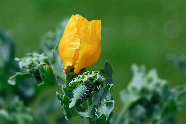 Glaucium Flavum Flower seeds for Planting Seasonal Bloomer Heirloom & GMO Free Seeds for Home Garden