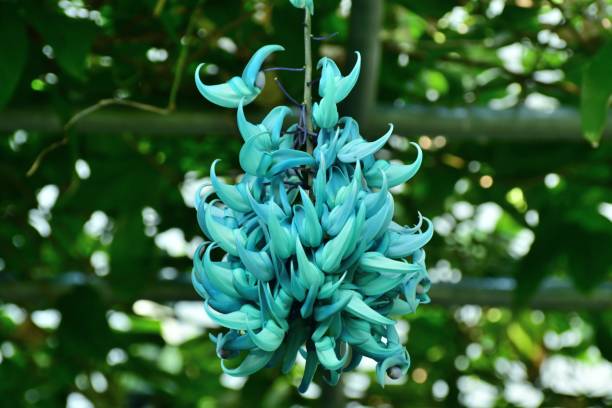 Vibrant Turquoise Flower seeds for Planting Long Bloom Season Heirloom & GMO Free Seeds for Home Garden