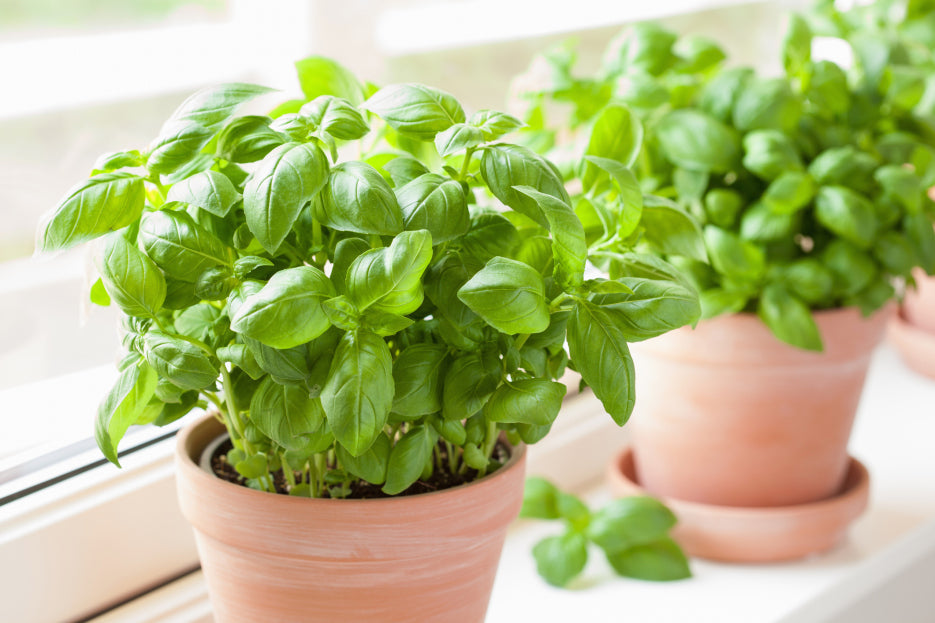 Italian Large Leaf Basil herb with aromatic leaves