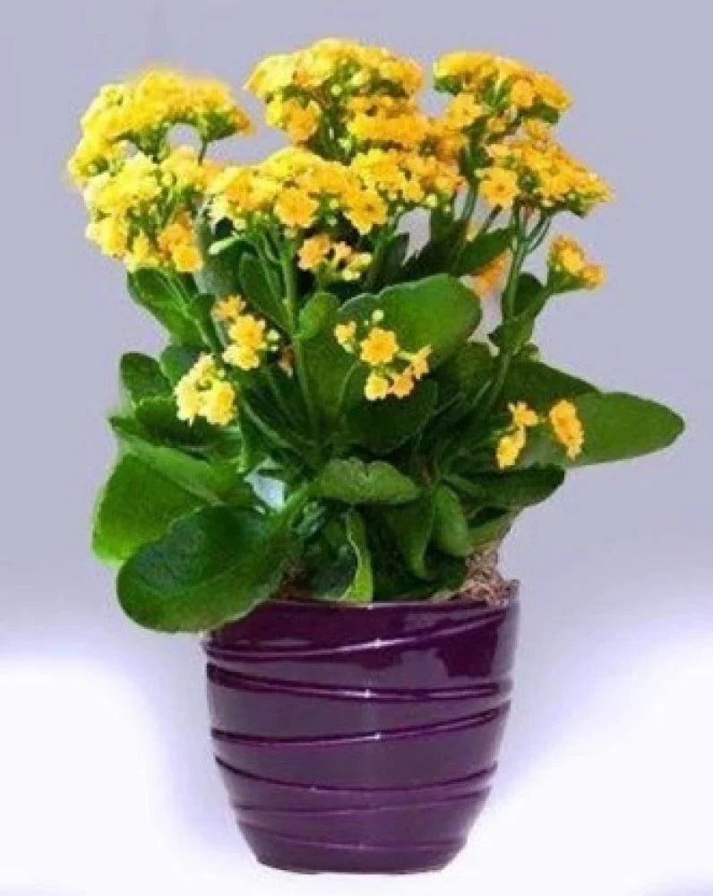 Kalanchoe (Kalanchoe Flower) seeds for planting in home garden