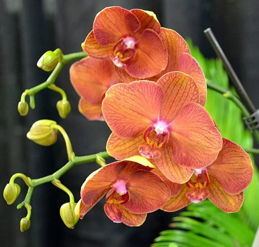 Orange Phalaenopsis Orchid Seeds Flower seeds for Planting Bright Blooms Heirloom & GMO Free Seeds for Home Garden