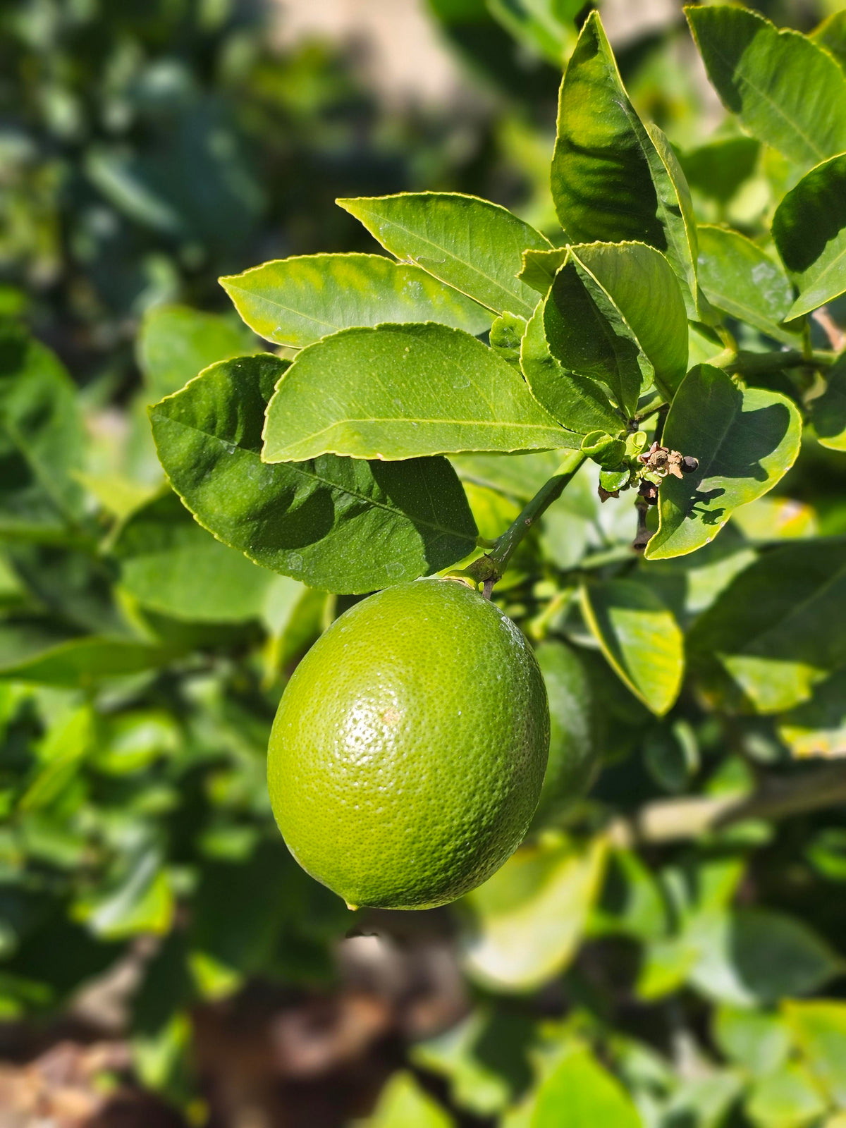 Key lime tree with green and yellow limes