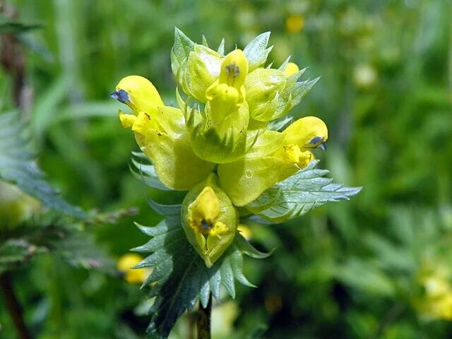 Heirloom Rattle Flower seeds for Planting Low Maintenance Heirloom & GMO Free Seeds for Home Garden