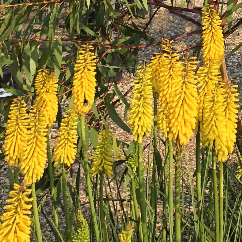 Kniphofia Flower seeds for Planting Cut Flower Favorite Heirloom & GMO Free Seeds for Home Garden