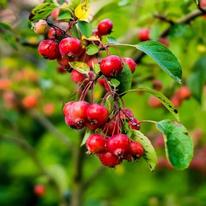 Sargent's Crabapple (Malus sargentii) Apple Seeds