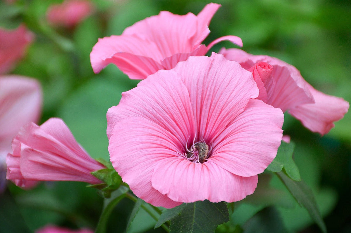 Heirloom Lavatera Flower seeds for Planting Pollinator Friendly Heirloom & GMO Free Seeds for Home Garden