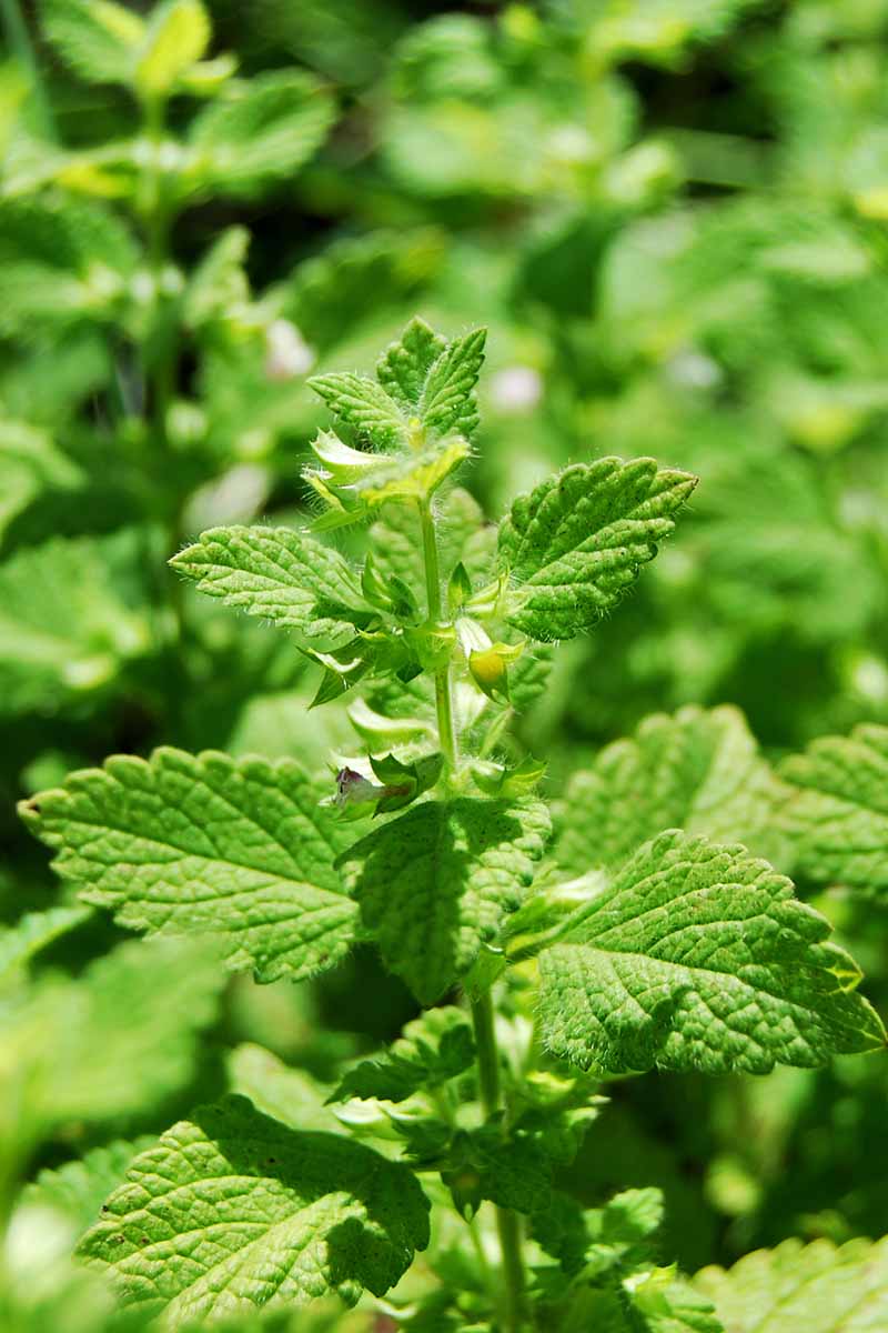 Perennial Lemon Balm plant grown from seeds outdoors