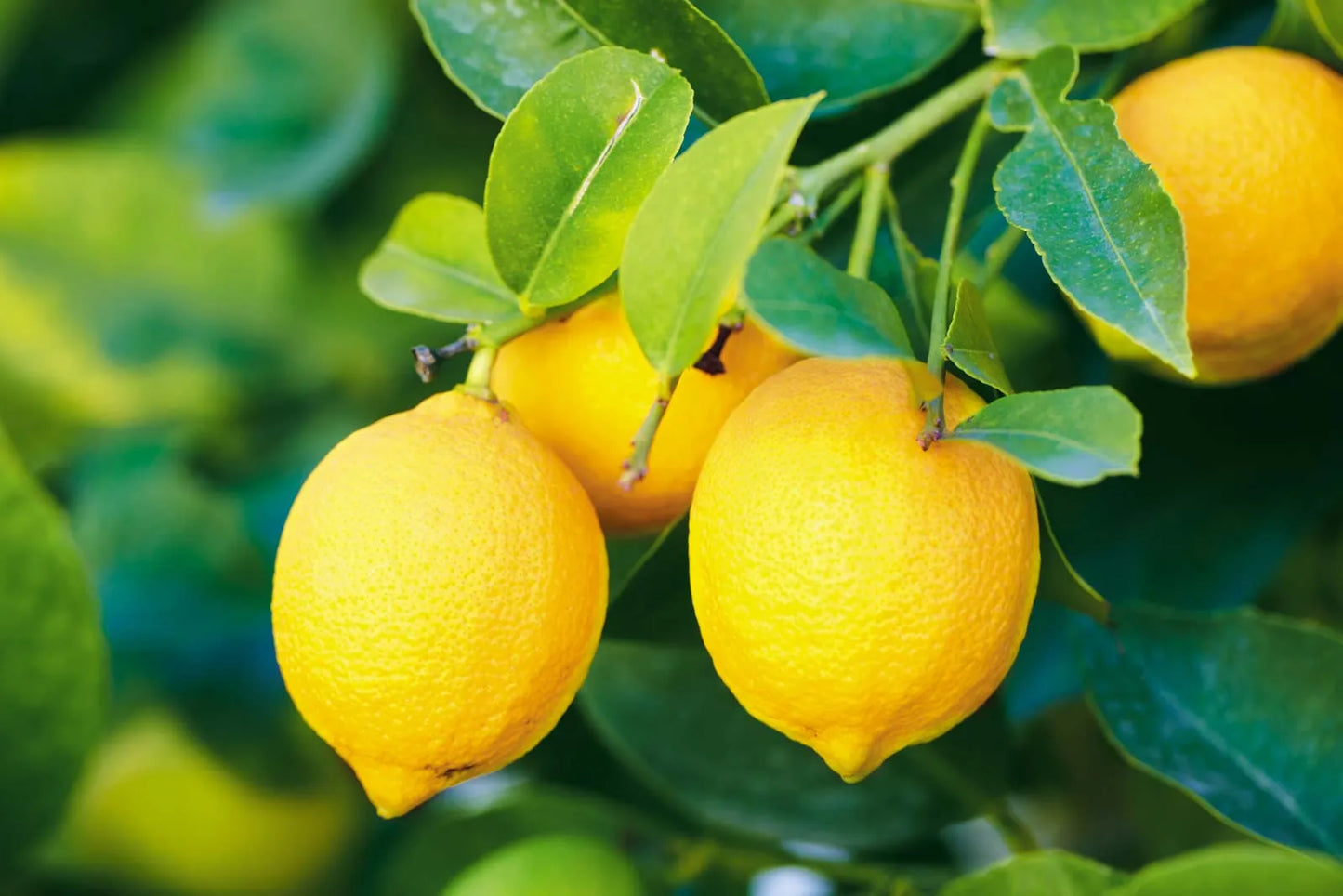 Citron Citrus Seeds for Planting - Grow Your Own Fruity Delight
