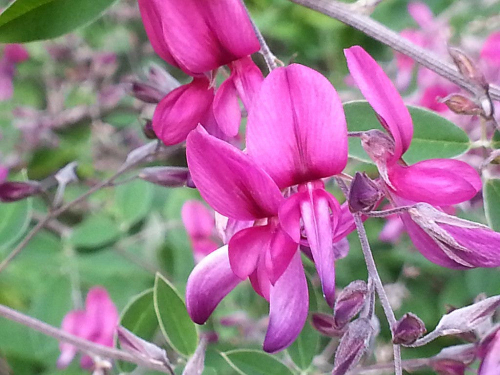 Lespedeza Flower seeds for Planting Cottage Garden Essential Heirloom & GMO Free Seeds for Home Garden