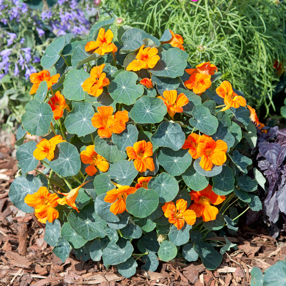Plant Dark Orange Nasturtium Flower Seeds for a Colorful Garden