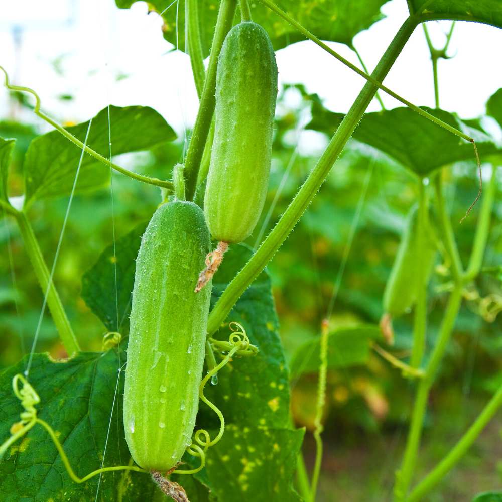 Freshly harvested Light Green Cucumbers from garden