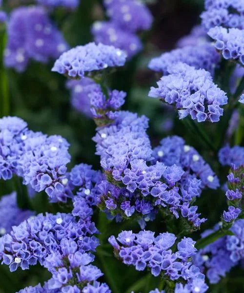 Limonium Flower seeds for Planting Hardy Variety Heirloom & GMO Free Seeds for Home Garden
