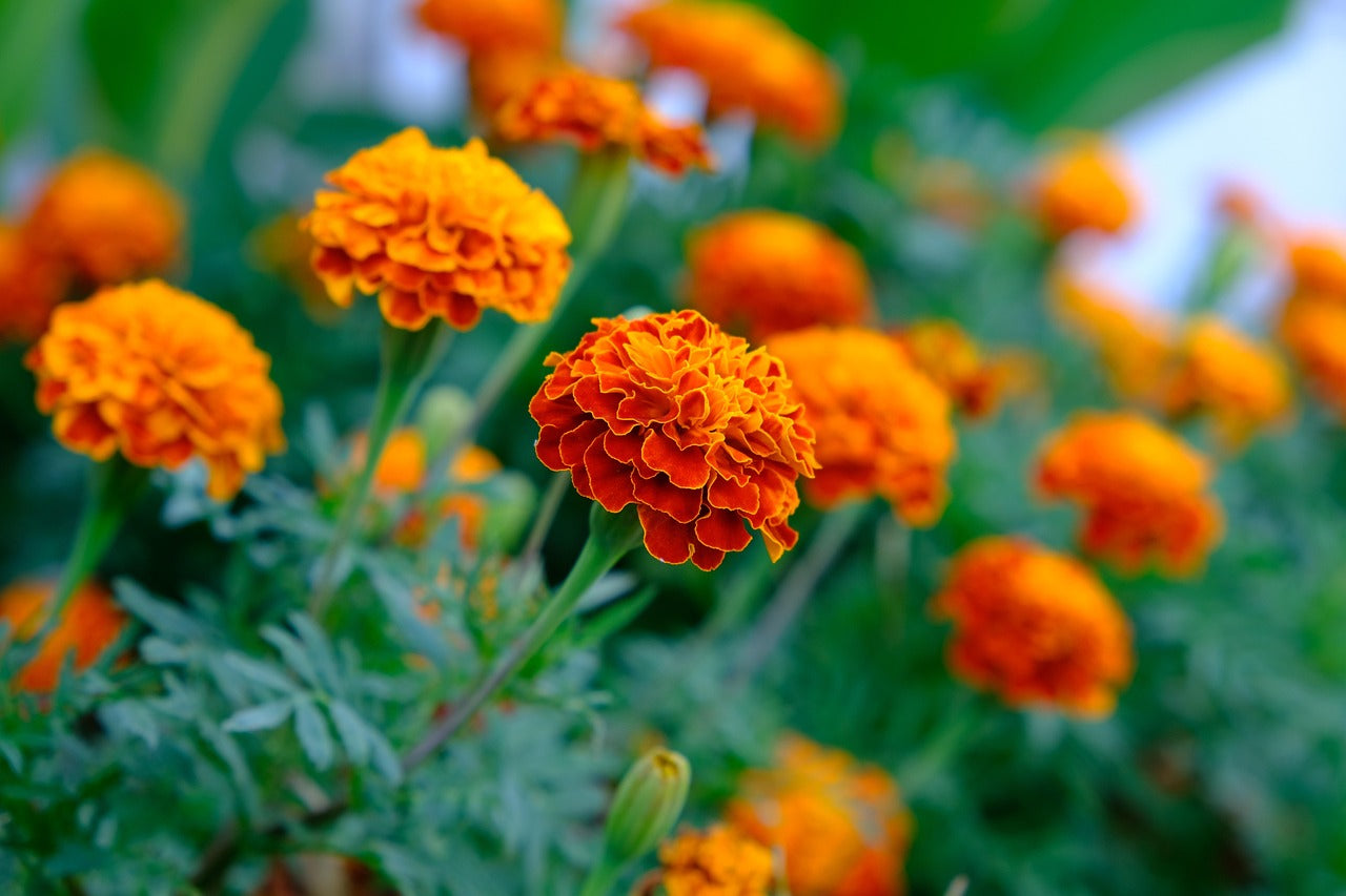 Aztec Marigold Flower seeds for Planting Cottage Garden Essential Heirloom & GMO Free Seeds for Home Garden
