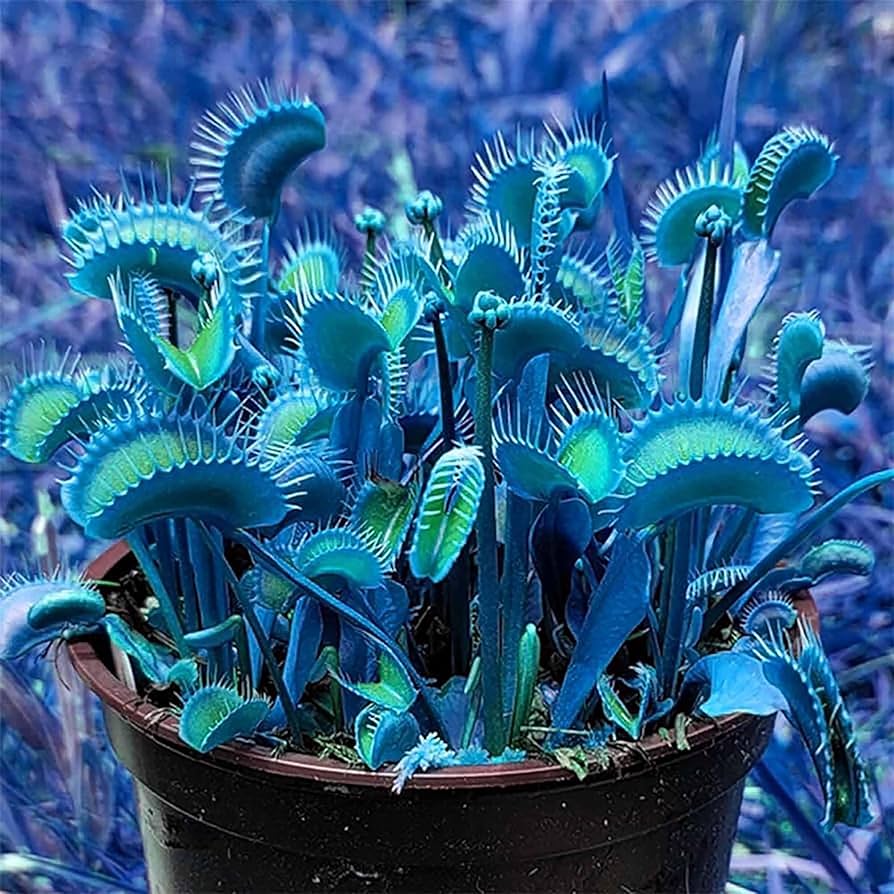 Mature Venus Flytrap Plant with Open Traps