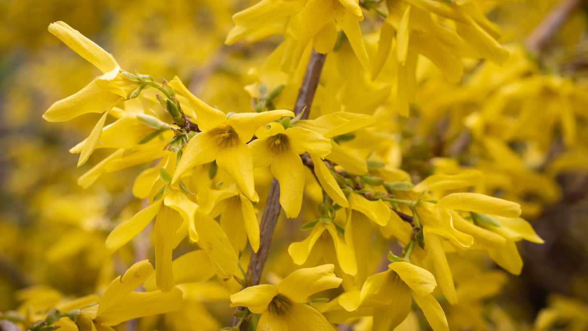 Forsythia Flower seeds for Planting Bright Blooms Heirloom & GMO Free Seeds for Home Garden