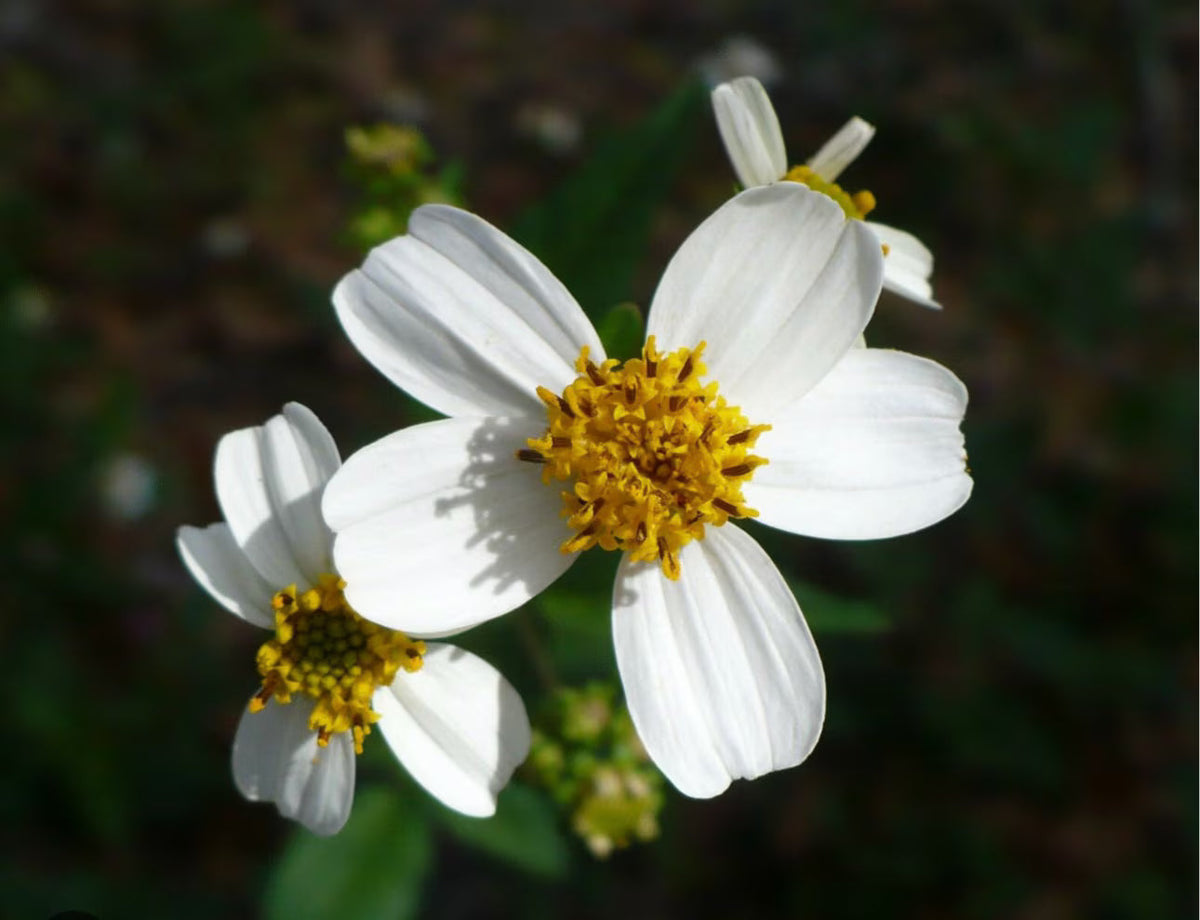 Spanish Needles Flower seeds for Planting Easy to Grow Heirloom & GMO Free Seeds for Home Garden