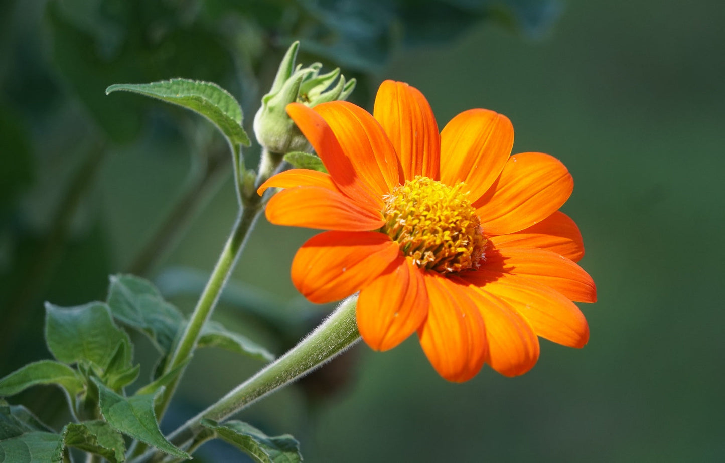 Tithonia Flower seeds for Planting Low Maintenance Heirloom & GMO Free Seeds for Home Garden