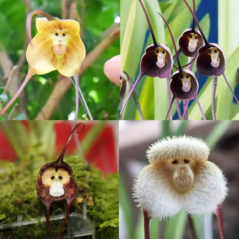 Monkey Orchid Flower seeds for Planting Compact Growth Heirloom & GMO Free Seeds for Home Garden
