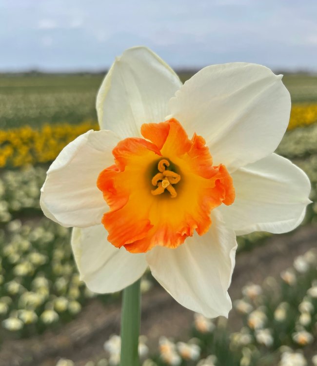 Thick Orange and White Daffodil Flower Seeds for Planting