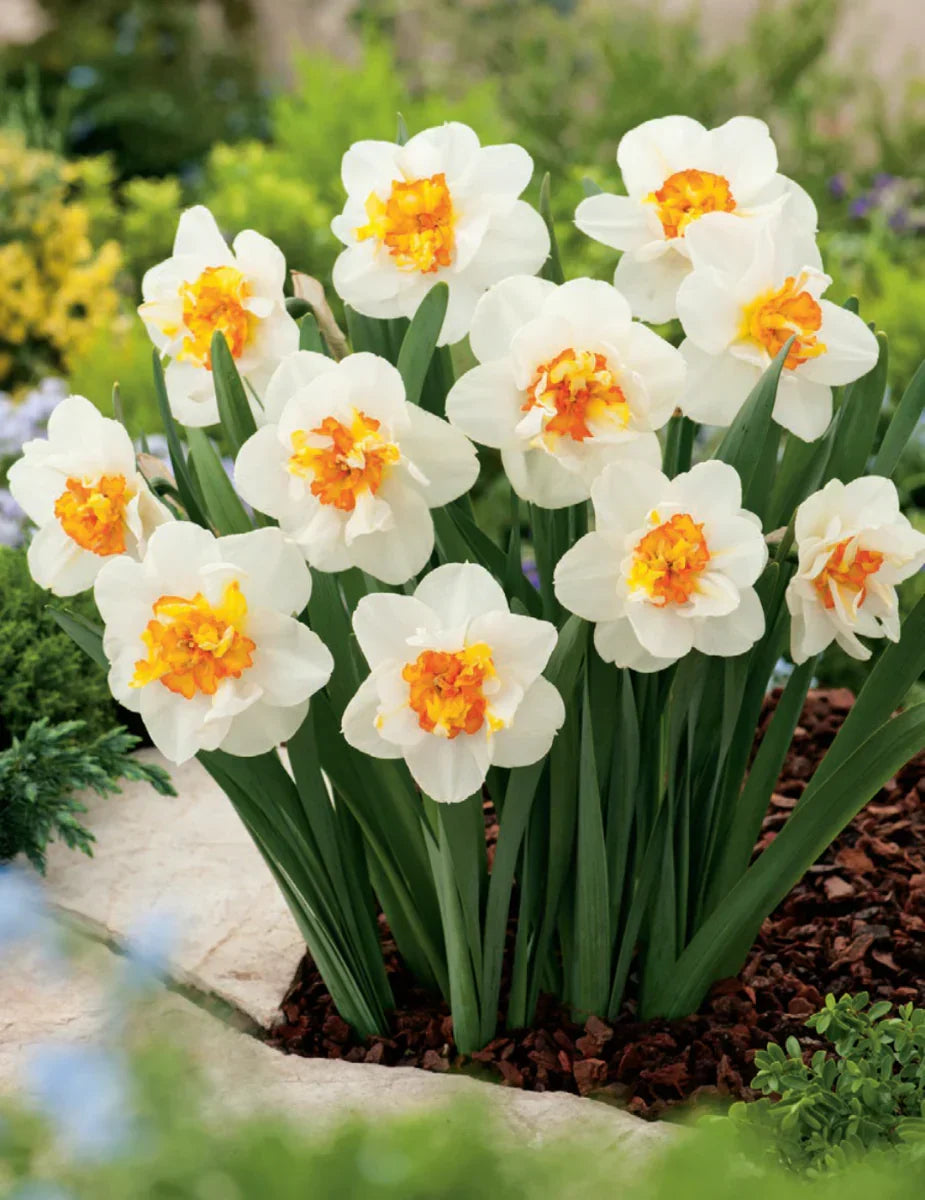 How to Grow White Narcissus Flowers