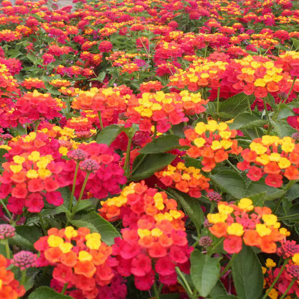 Lantana Flower seeds for Planting Fragrant Blossoms Heirloom & GMO Free Seeds for Home Garden