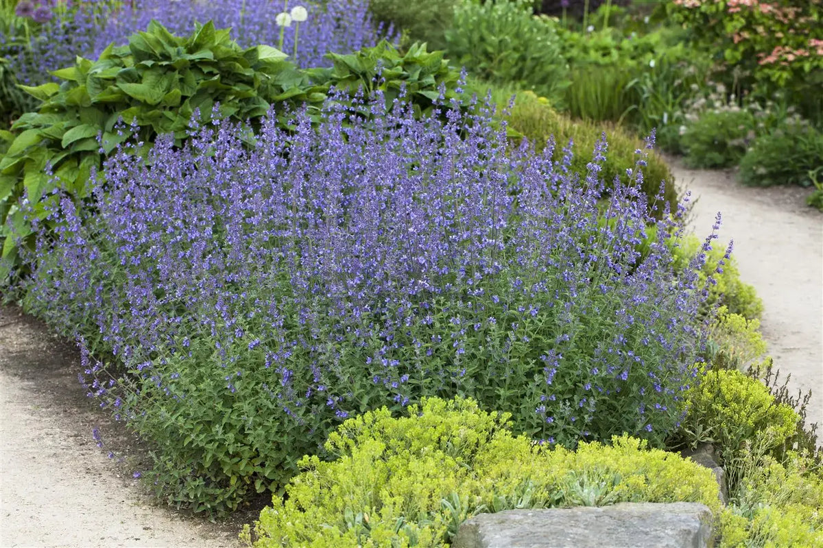 Heirloom Nepeta Flower seeds for Planting Fragrant Blossoms Heirloom & GMO Free Seeds for Home Garden