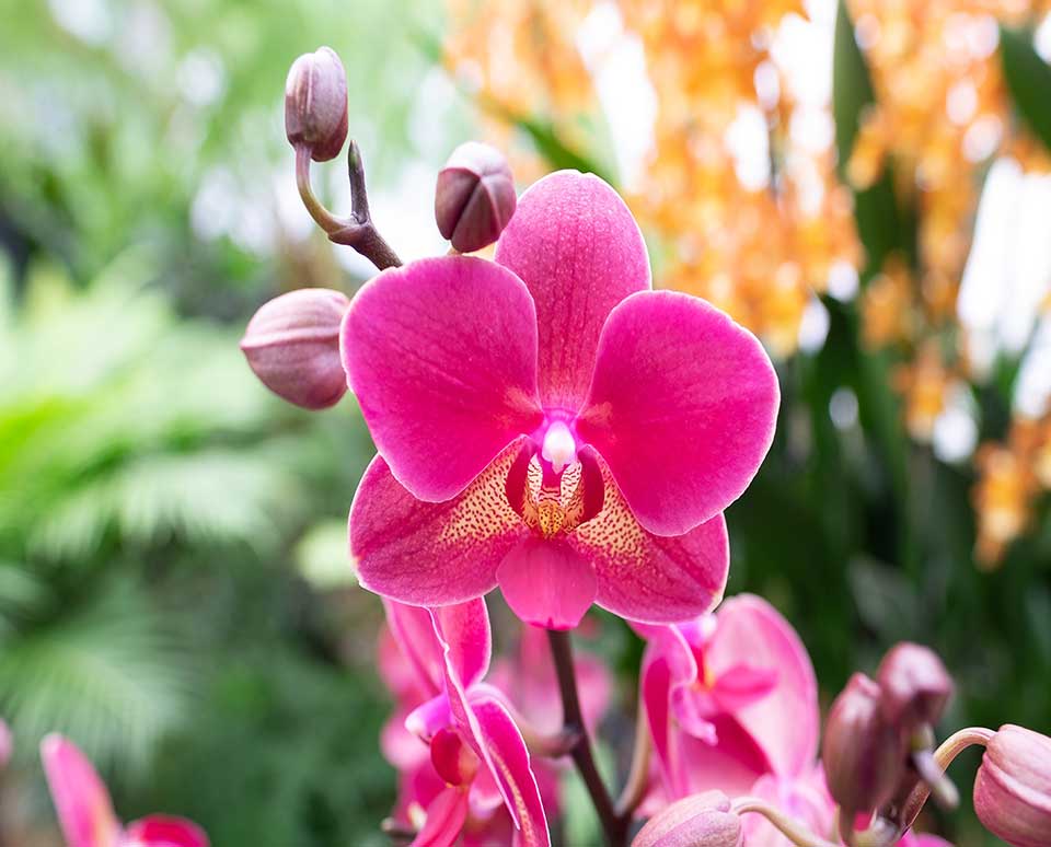 Orchid Flower seeds for Planting Fragrant Blossoms Heirloom & GMO Free Seeds for Home Garden