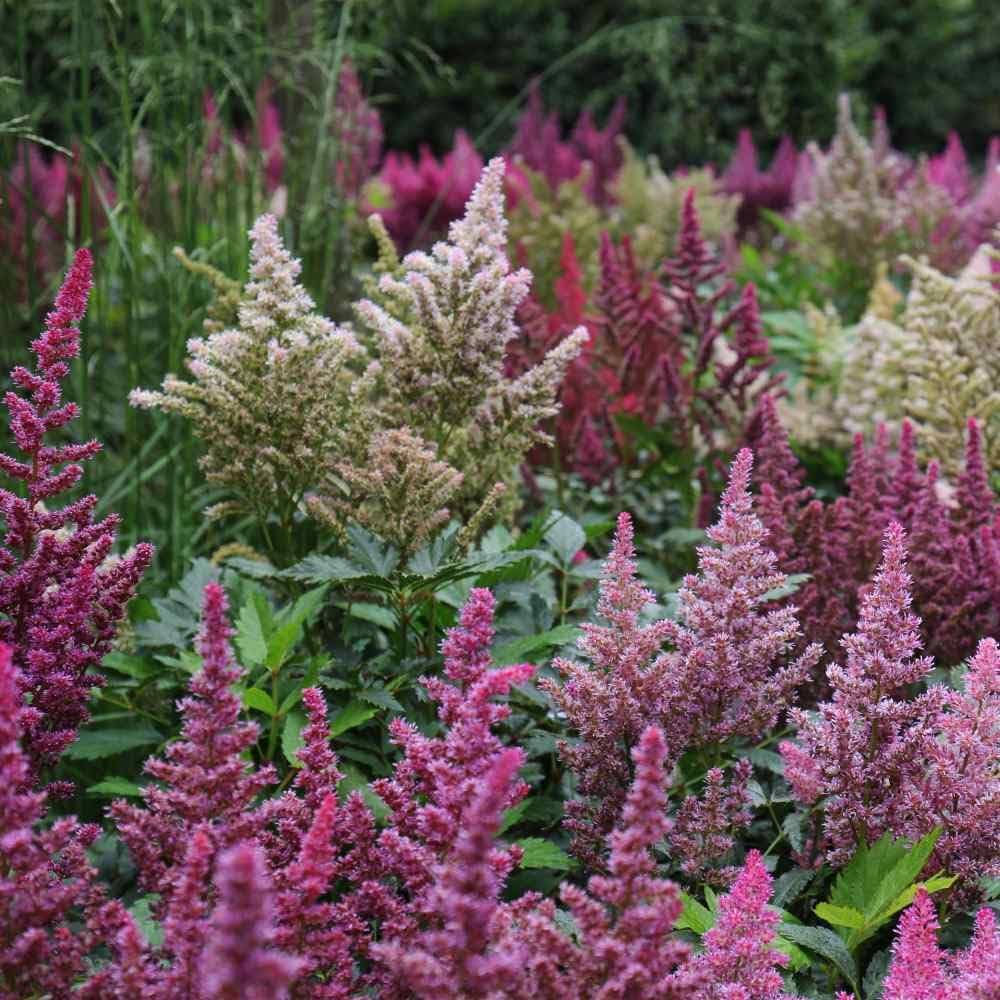 Non-GMO Vender Astilbe Flower Seeds
