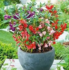 Non-GMO Mixed Balsam Seeds for Gardening