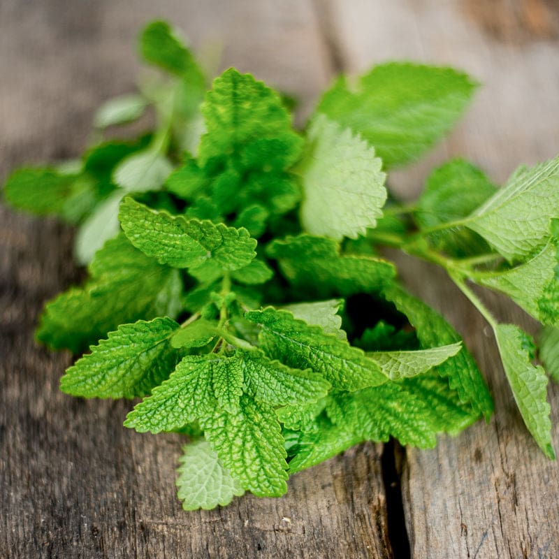 Non-GMO Citronella Lemon Balm seeds for borders and gardens
