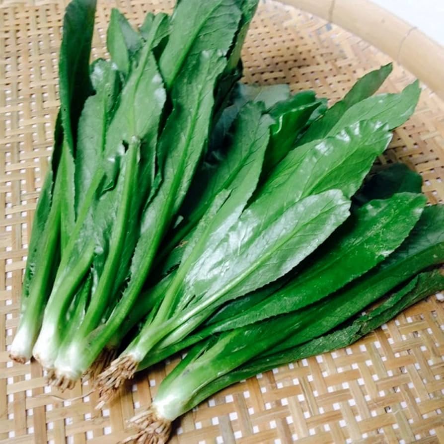 Non-GMO Culantro seeds leafy saw-toothed plant