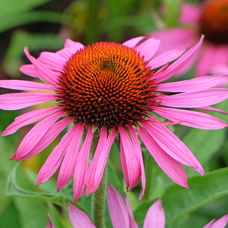 Non-GMO Echinacea purpurea flower seeds for perennial borders