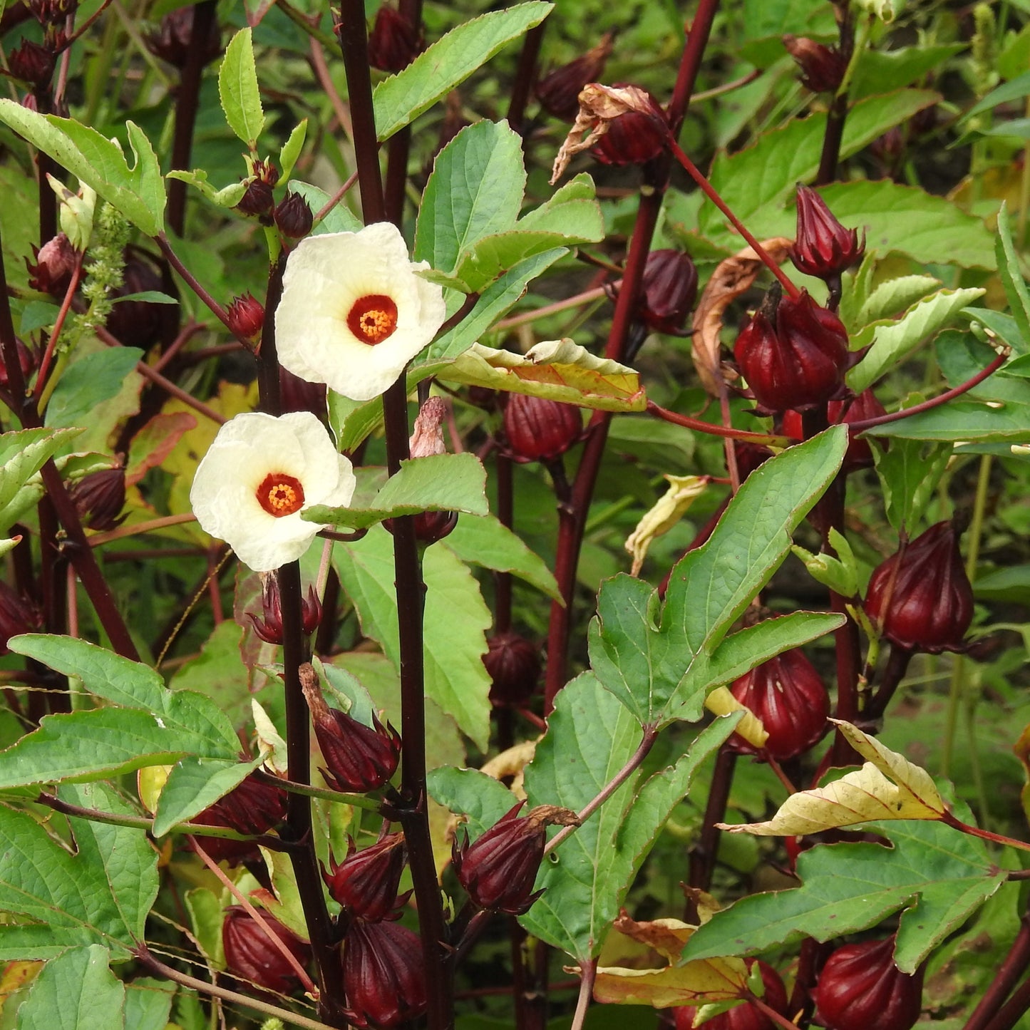 Non-GMO Hibiscus Roselle plant seeds for ornamental gardens